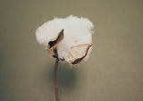 Certified Cotton - Biosofa Sustainable Material