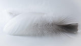 Contact us for personalized allergy-friendly choices - Biosofa