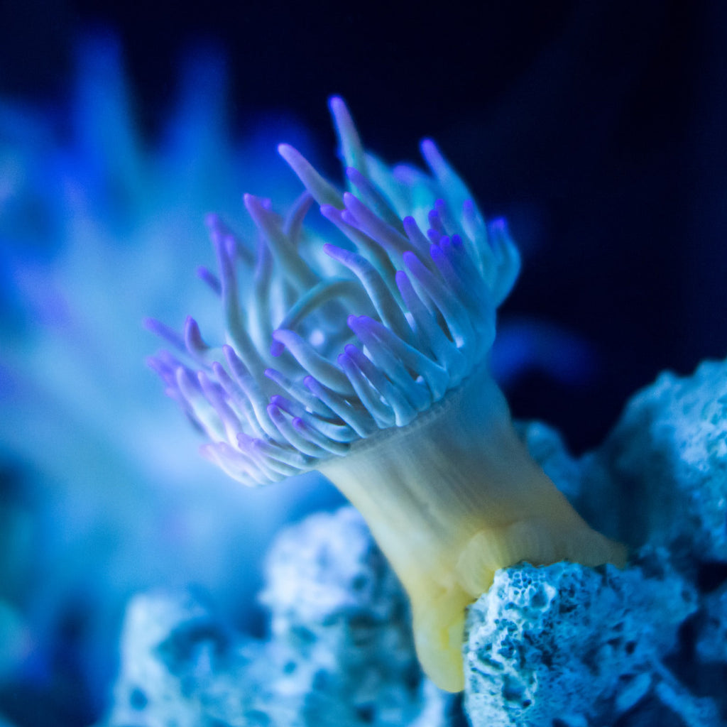 Dangerous waste: More plastic than fish in the ocean