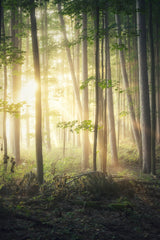 Healthy Lifestyle Biosofa forest trees